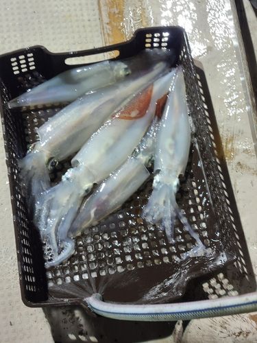 ケンサキイカの釣果