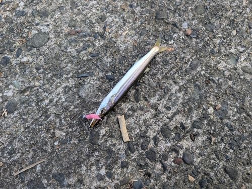 加茂港