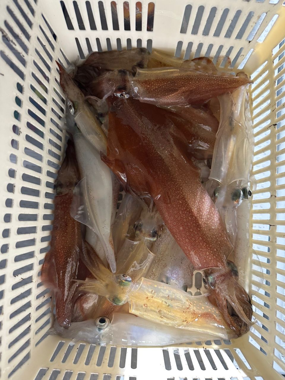 Guest 01さんの釣果 1枚目の画像