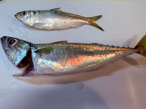 サバの釣果