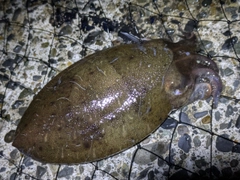 コウイカの釣果