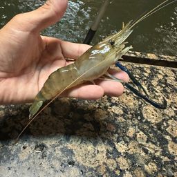 テナガエビ