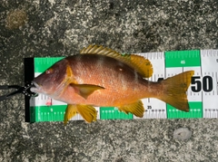 シブダイの釣果