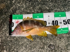 シブダイの釣果