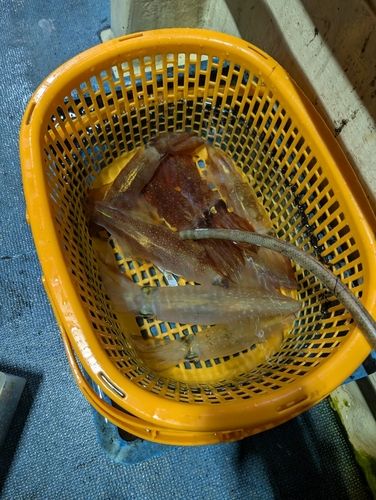 アカイカの釣果