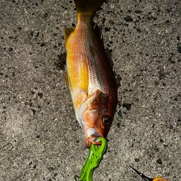 ヨコスジフエダイ