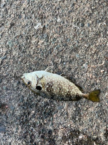 アイゴの釣果