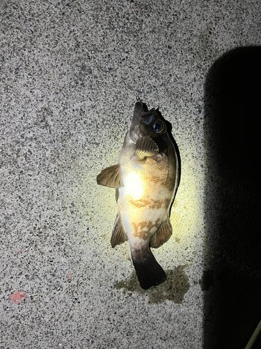 メバルの釣果