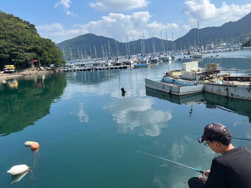 タカベの釣果