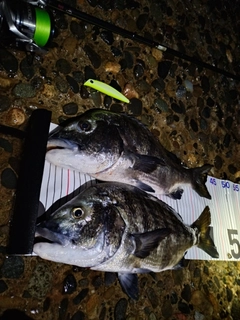 クロダイの釣果