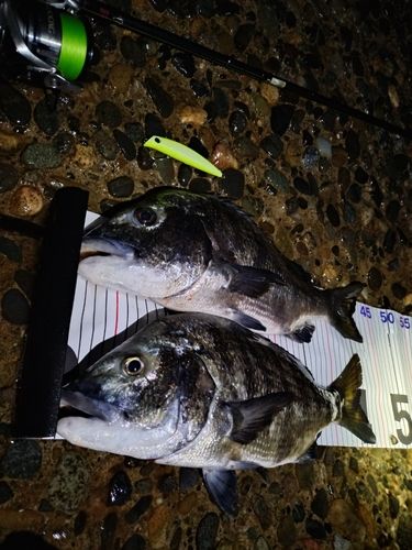 クロダイの釣果