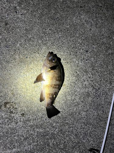 メバルの釣果