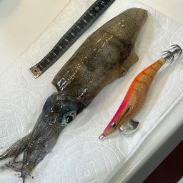 アオリイカ