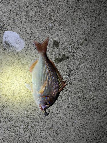 タイの釣果