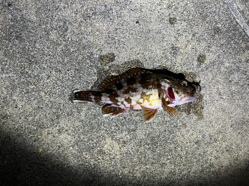 メバルの釣果