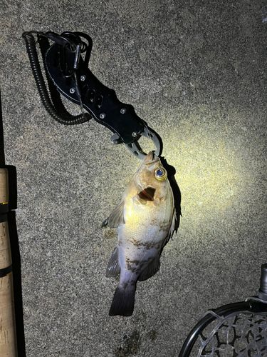 メバルの釣果
