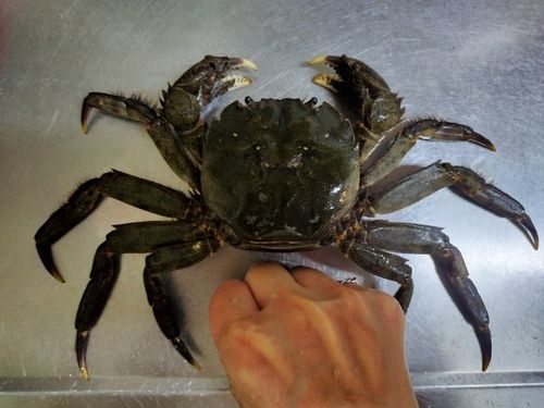 モクズガニの釣果