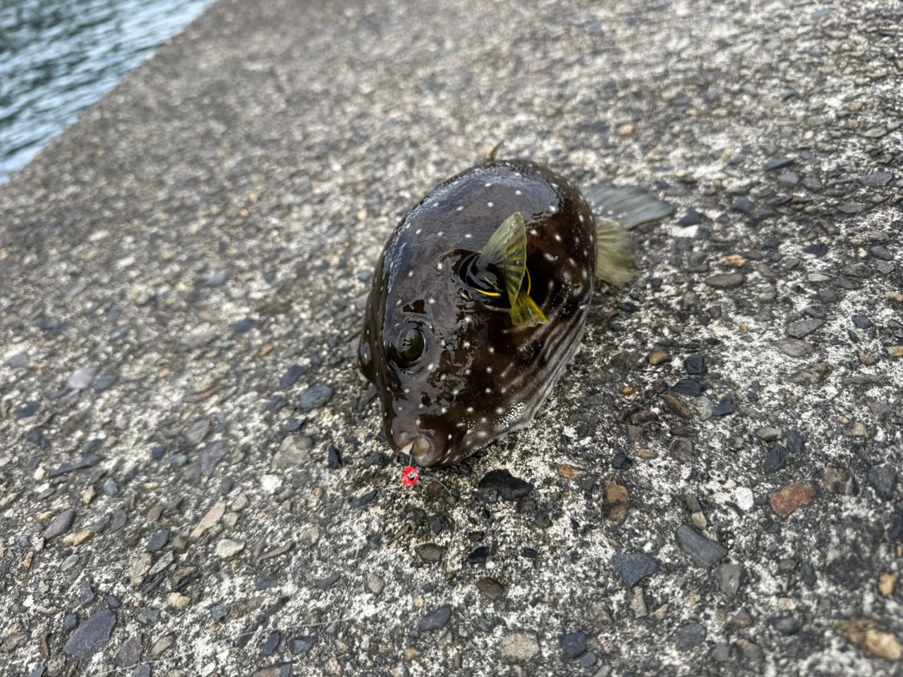 アカハタ