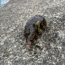 アカハタ