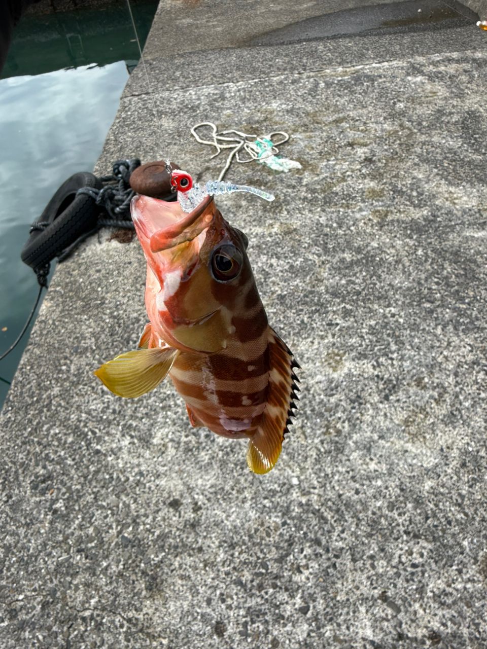 アカハタ