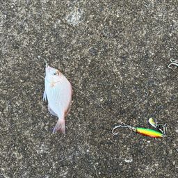 チャリコ