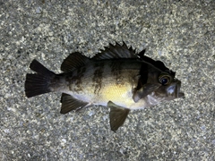 メバルの釣果