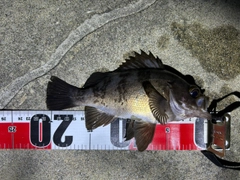 メバルの釣果