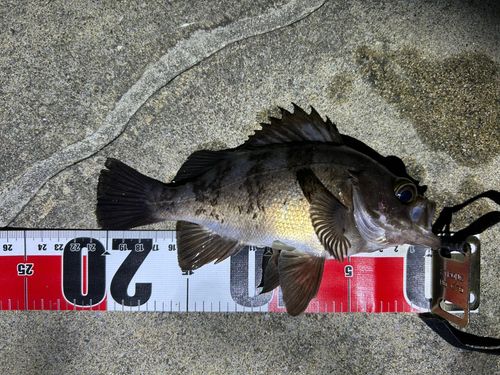 メバルの釣果
