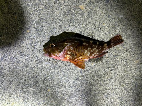 カサゴの釣果