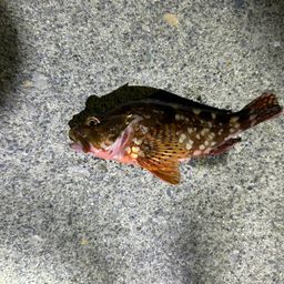 カサゴ