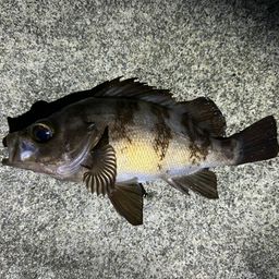 メバル