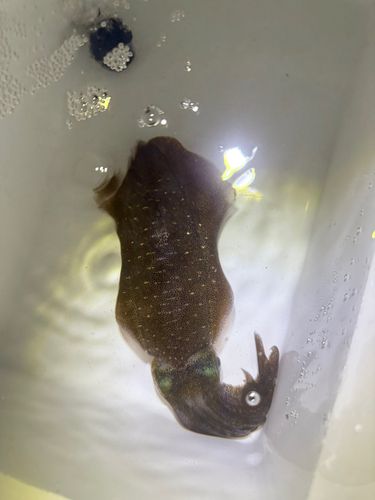 イカの釣果
