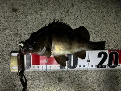 メバルの釣果