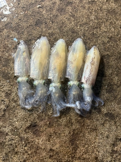 マメイカの釣果