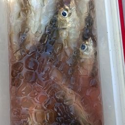 アジ