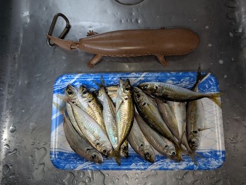 アジの釣果