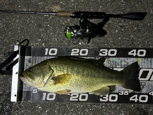 ブラックバスの釣果