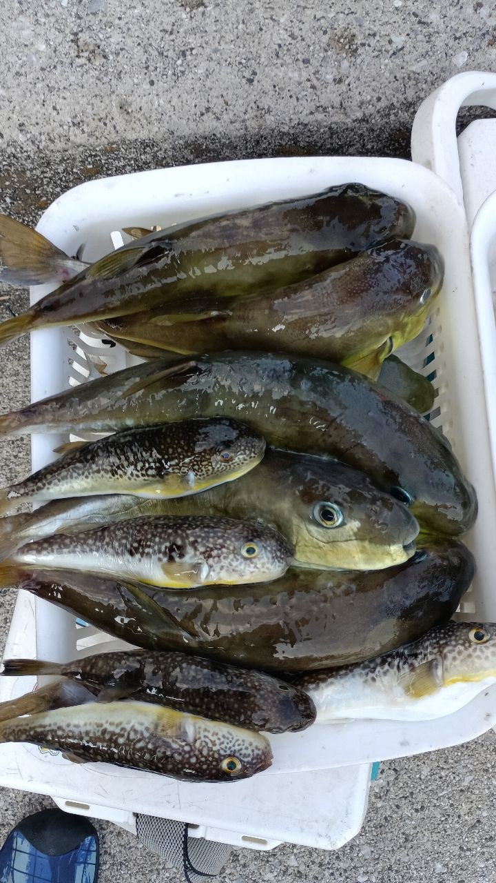 ショウサイフグ