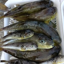 ショウサイフグ