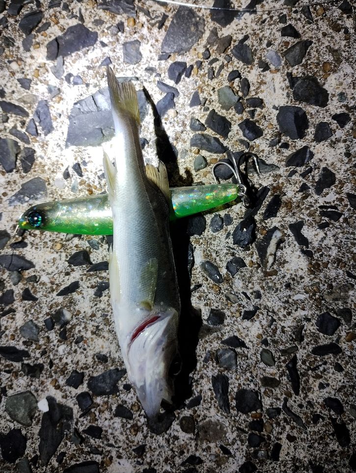 セイゴ（マルスズキ）