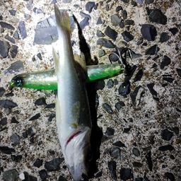 セイゴ（マルスズキ）