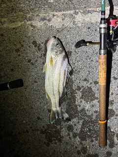 コトヒキの釣果