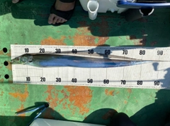 タチウオの釣果