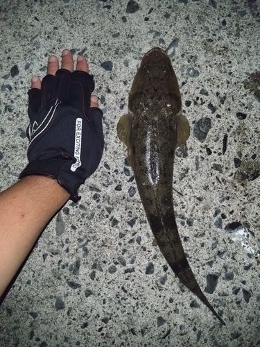 マゴチの釣果