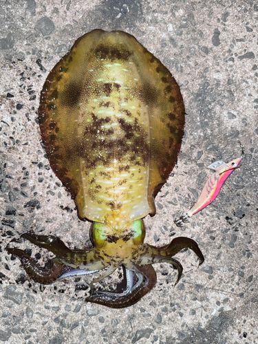 アオリイカの釣果