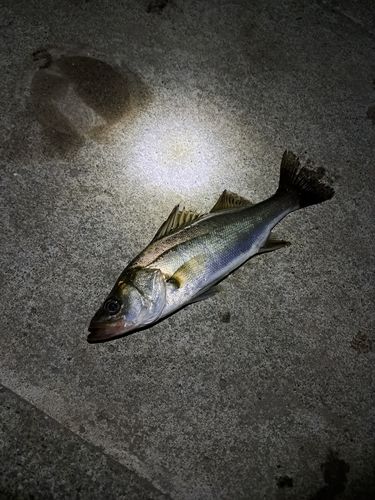 相模川下流