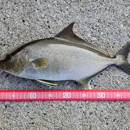 ヒレナガカンパチ