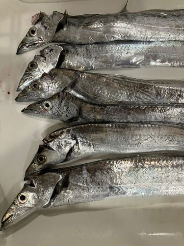 タチウオの釣果
