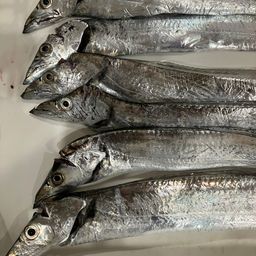 タチウオ