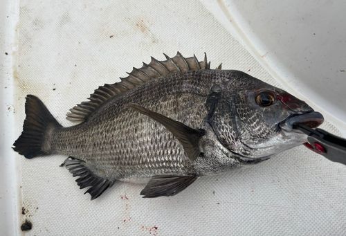 根岸湾
